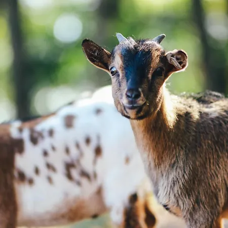 Familienhof Bruening - Hofblick Appartamento *